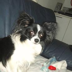 Papillon Mickey til Avl. 