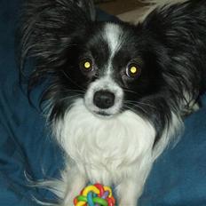 Papillon Mickey til Avl. 