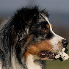 Blanding af racer  Aus.shep/Bern.sen Ozzi