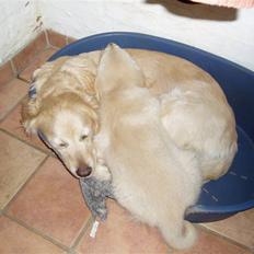 Golden retriever Music Cella † R.I.P † 