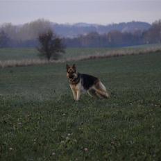 Schæferhund Tinka