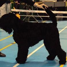 Sort russisk terrier hasse