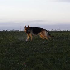 Schæferhund Tinka