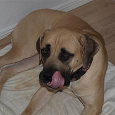 Boerboel Zuma