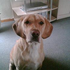 Blanding af racer Bertil (død)