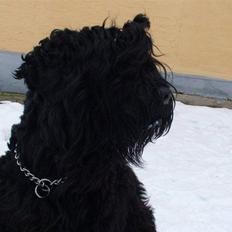 Sort russisk terrier hasse