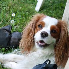 Cavalier king charles spaniel sandra