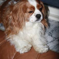Cavalier king charles spaniel Buster R.I.P. 18/01-11