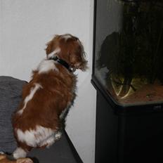 Cavalier king charles spaniel Buster R.I.P. 18/01-11