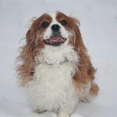Cavalier king charles spaniel Buster R.I.P. 18/01-11