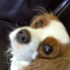Cavalier king charles spaniel sandra