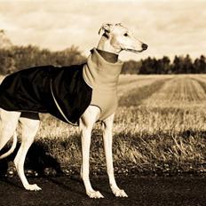 Galgo español Diva