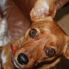 Blanding af racer Julie (Spansk gadehund)