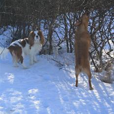 Blanding af racer Julie (Spansk gadehund)