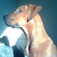 Rhodesian ridgeback Basko