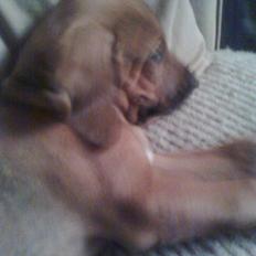 Rhodesian ridgeback Basko