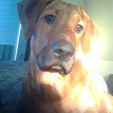 Rhodesian ridgeback Basko