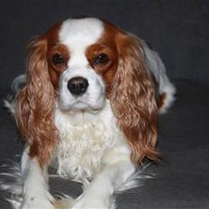 Cavalier king charles spaniel sandra