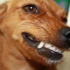 Blanding af racer Julie (Spansk gadehund)