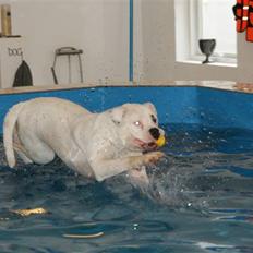 Amerikansk bulldog Daimond R.I.P 21/6-2010