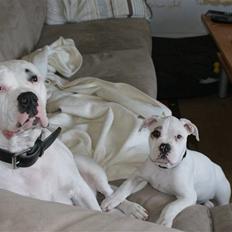 Amerikansk bulldog Daimond R.I.P 21/6-2010