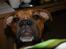 Blanding af racer Trunte R.I.P. 18-7-2011 - dato 02-01-2010