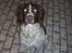 Engelsk springer spaniel Tilde (Willow Purple Nelly)