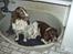Engelsk springer spaniel Tilde (Willow Purple Nelly) - Det er Tilde til Venstre