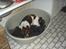 Engelsk springer spaniel Tilde (Willow Purple Nelly)