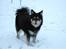 Finsk lapphund Dolce - lige et billed fra vores snehund(: