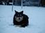 Finsk lapphund Dolce