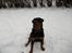 Rottweiler Ace