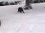 Labrador retriever cherri - jubii endelig sne