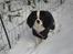 Cavalier king charles spaniel Zhiba - Min sneprinsesse :) 