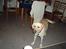 Labrador retriever Simba - Skal vi lege :d