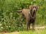 Labrador retriever Balder R.I.P.
