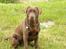 Labrador retriever Balder R.I.P.