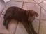 Labrador retriever Balder R.I.P.