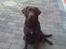 Labrador retriever Balder R.I.P.