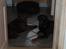Labrador retriever Balder R.I.P.