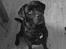 Labrador retriever Albert - Min smukke hund <3 Foto: Emma (mig)