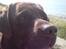 Labrador retriever Albert - På sommerferie i Gilleleje xD