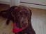 Labrador retriever Albert - Albert med CHARMEKLUD <3 :*