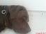 Labrador retriever Albert - ZzZZZzZzzz....