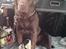 Labrador retriever Albert - Han er ser lidt trist ud, men det er efter en god tur i skoven så er han også lidt træt:) Foto: MOR