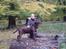 Labrador retriever Albert - Skatten!<3