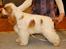 Cocker spaniel Minus