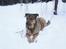 Blanding af racer Charlie *RIP* - Nyt.