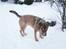 Blanding af racer Charlie *RIP* - Nyt.