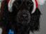 Cocker spaniel Kato